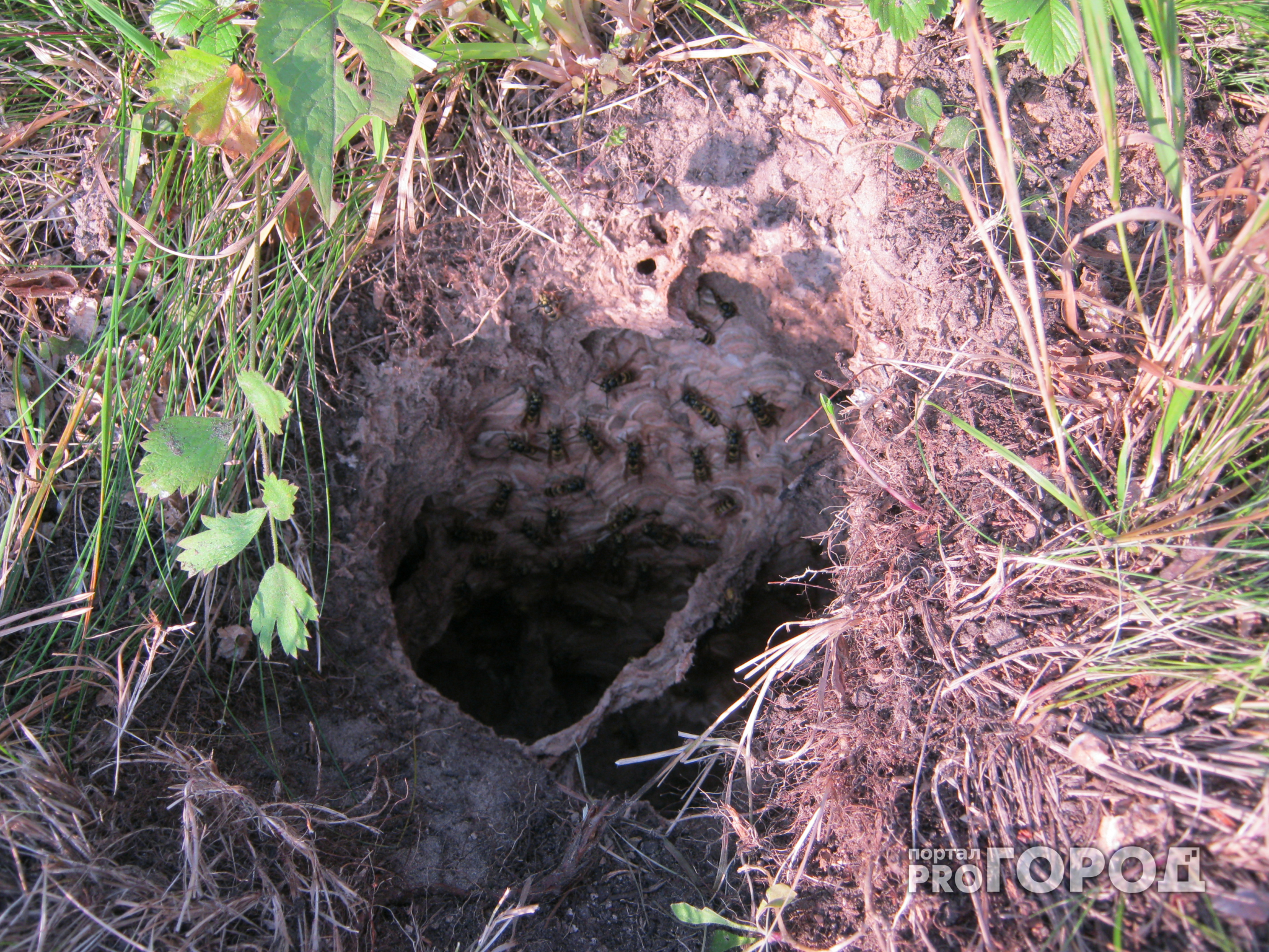 В Нижегородской области электромонтер чуть не погиб от укуса осы