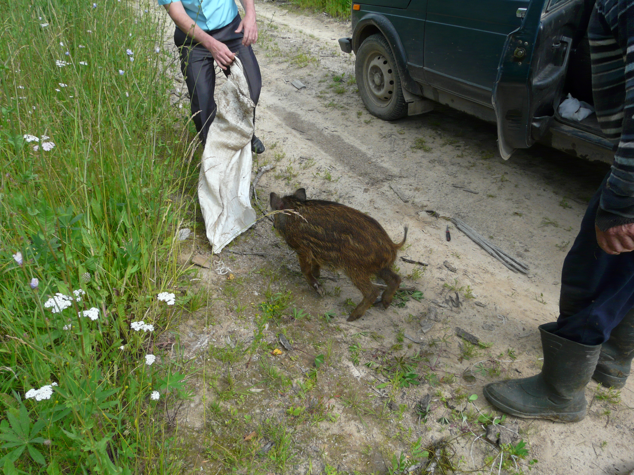 В Нижегородской области два кабана попали в браконьерскую "живоловушку"