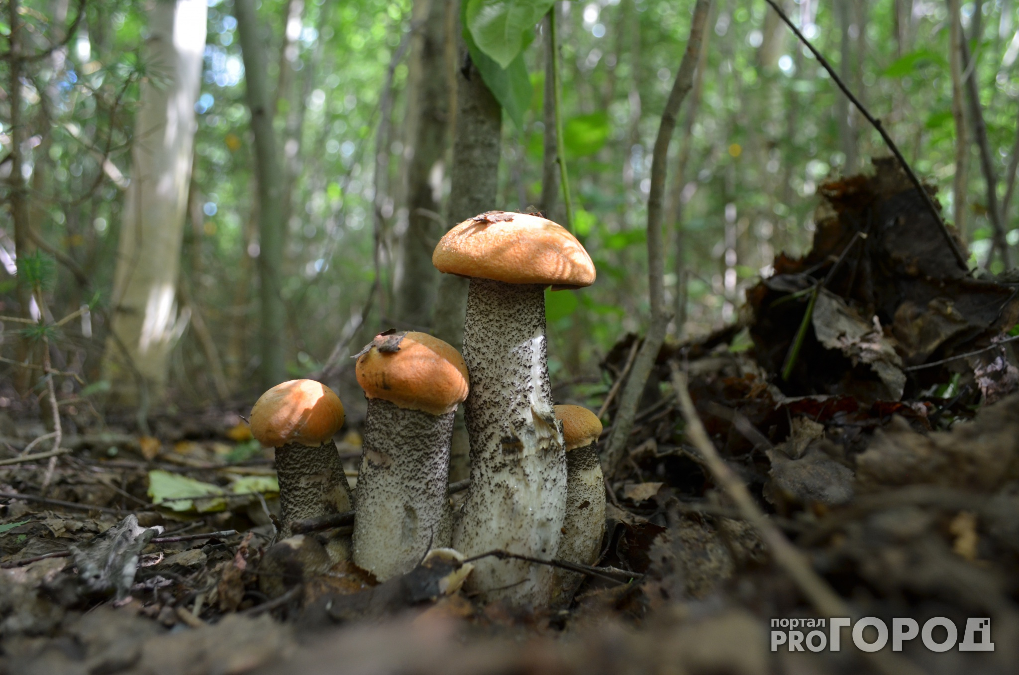В Нижегородской области зафиксированы новые случаи отравления грибами