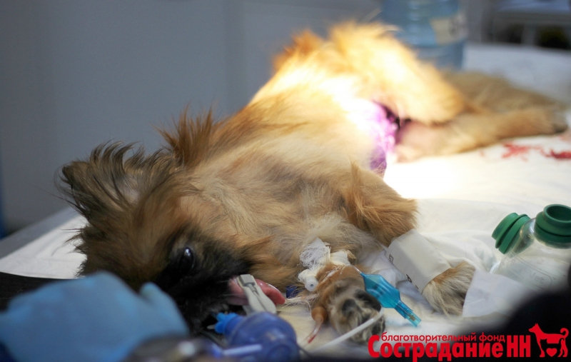 собака ищет хозяев, собаке сделали операцию по удалению опухоли Нижний Новгород