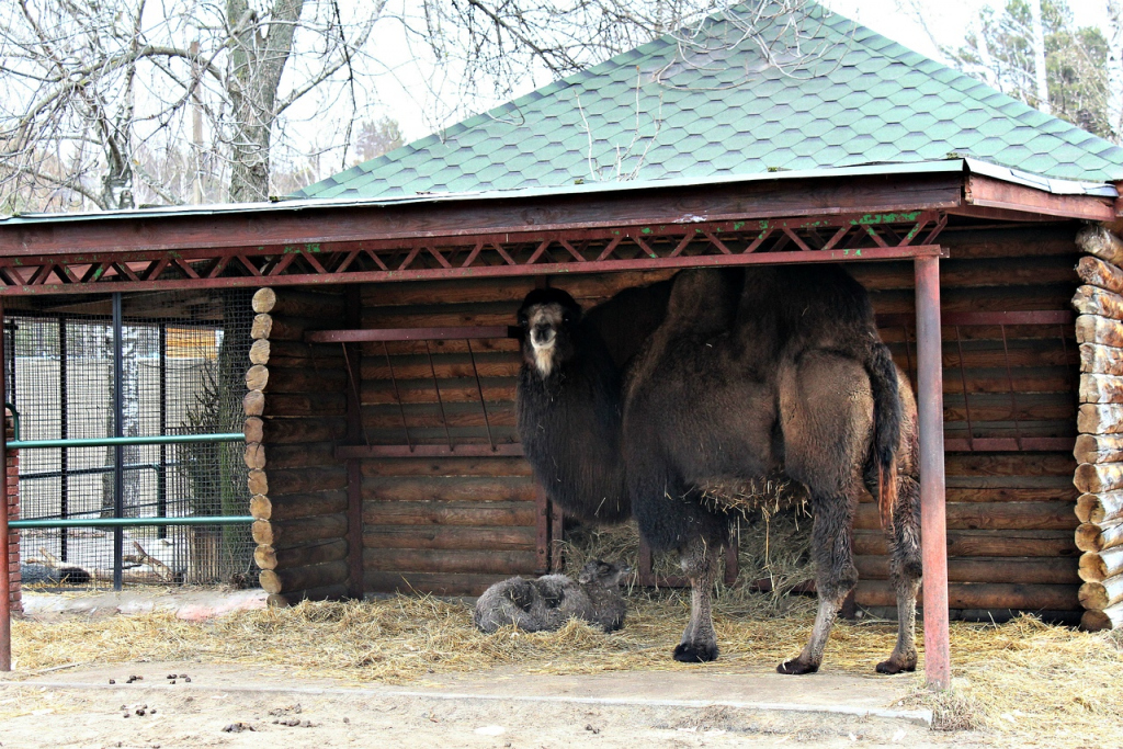 зоопарк Лимпопо Нижний Новгород верблюды 2020 год