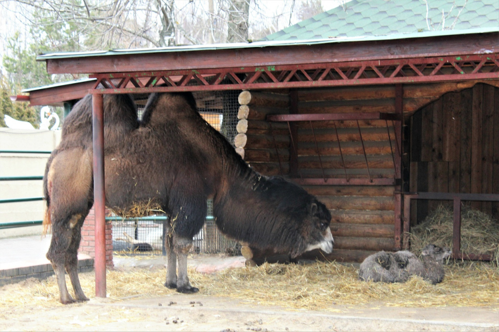 зоопарк Лимпопо Нижний Новгород 2020 год верблюды