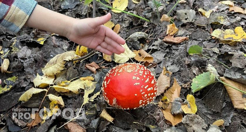Четыре ребенка в Нижегородской области отравились грибами