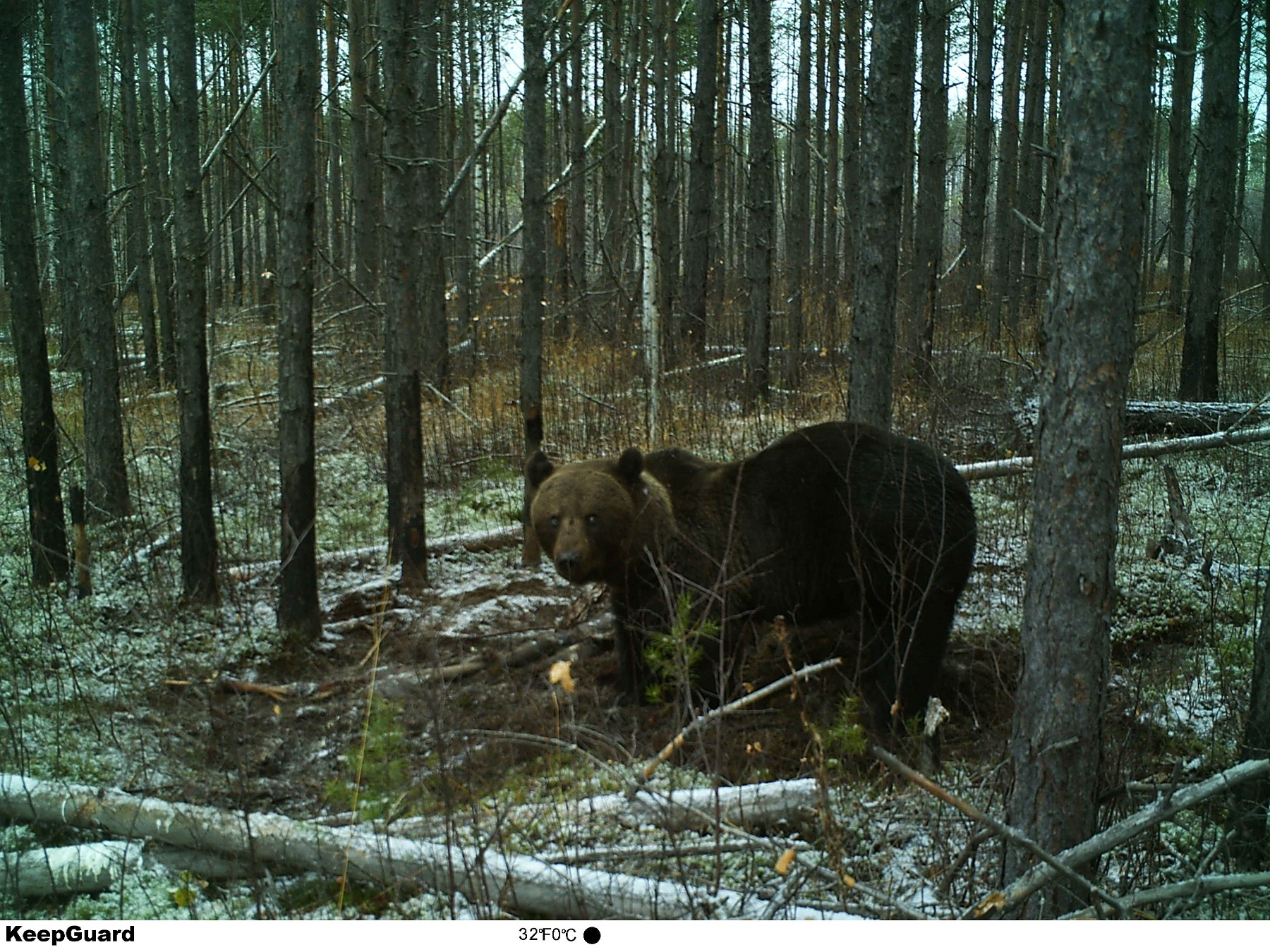 В Нижегородской области медведь восемь дней ел лося, не подпуская никого к добыче (ФОТО)
