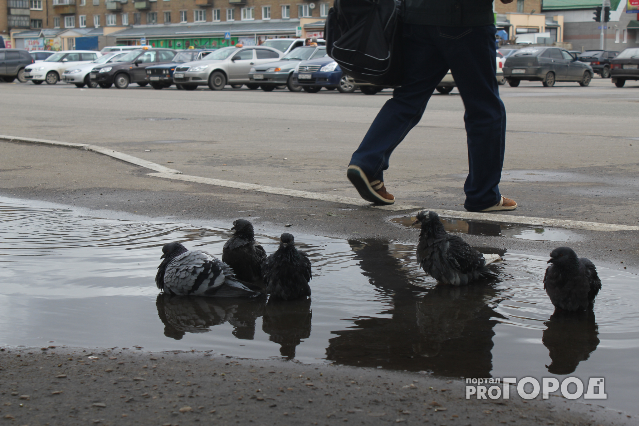 В Нижнем Новгороде массово умирают голуби
