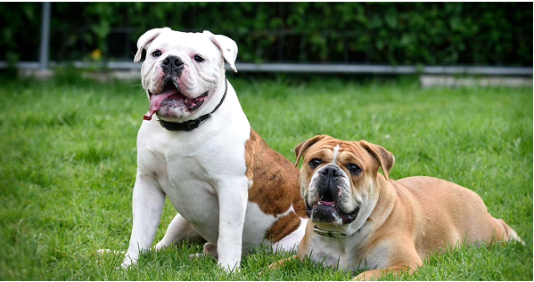 Континентальный бульдог: все про породу собаки, фото и правила содержания