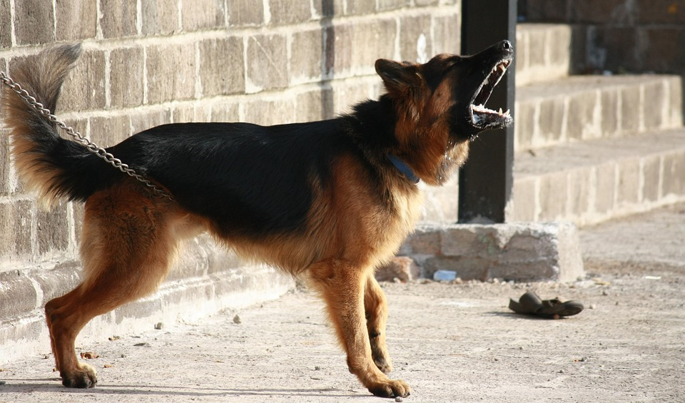 Собака растерзала девятилетнего ребенка в Шахунском районе