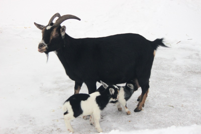 Нигерийские козлята появились на свет в нижегородском зоопарке