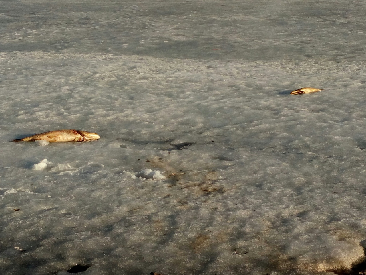 В двух озерах Нижнего Новгорода массово погибла рыба (ФОТО)