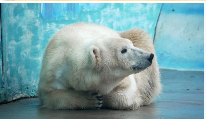 Белая медведица Умка-Аяна поселилась в нижегородском зоопарке