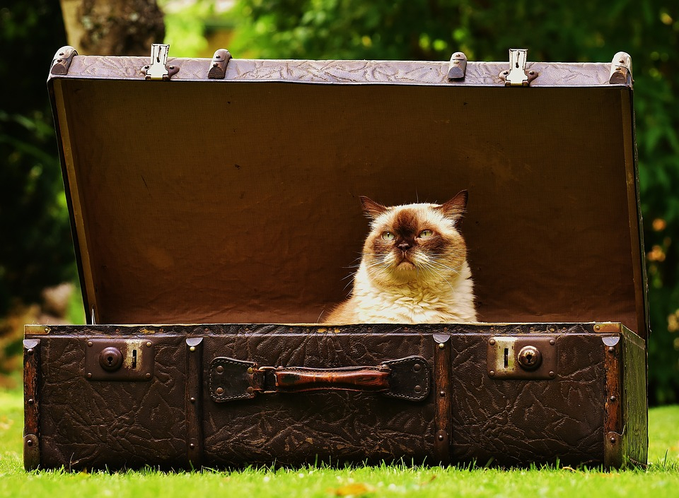 Эксперты Роскачества рассказали, как выбрать идеальный чемодан в поездку