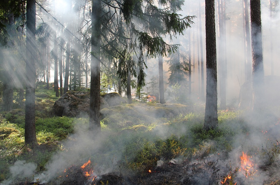 Чрезвычайная пожароопасность лесов ожидается в Нижегородской области