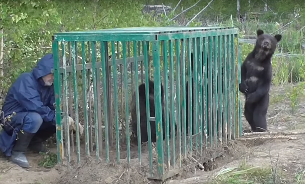 Медвежат из зоопарка «Мишутка» выпустили на свободу в лес (ВИДЕО)