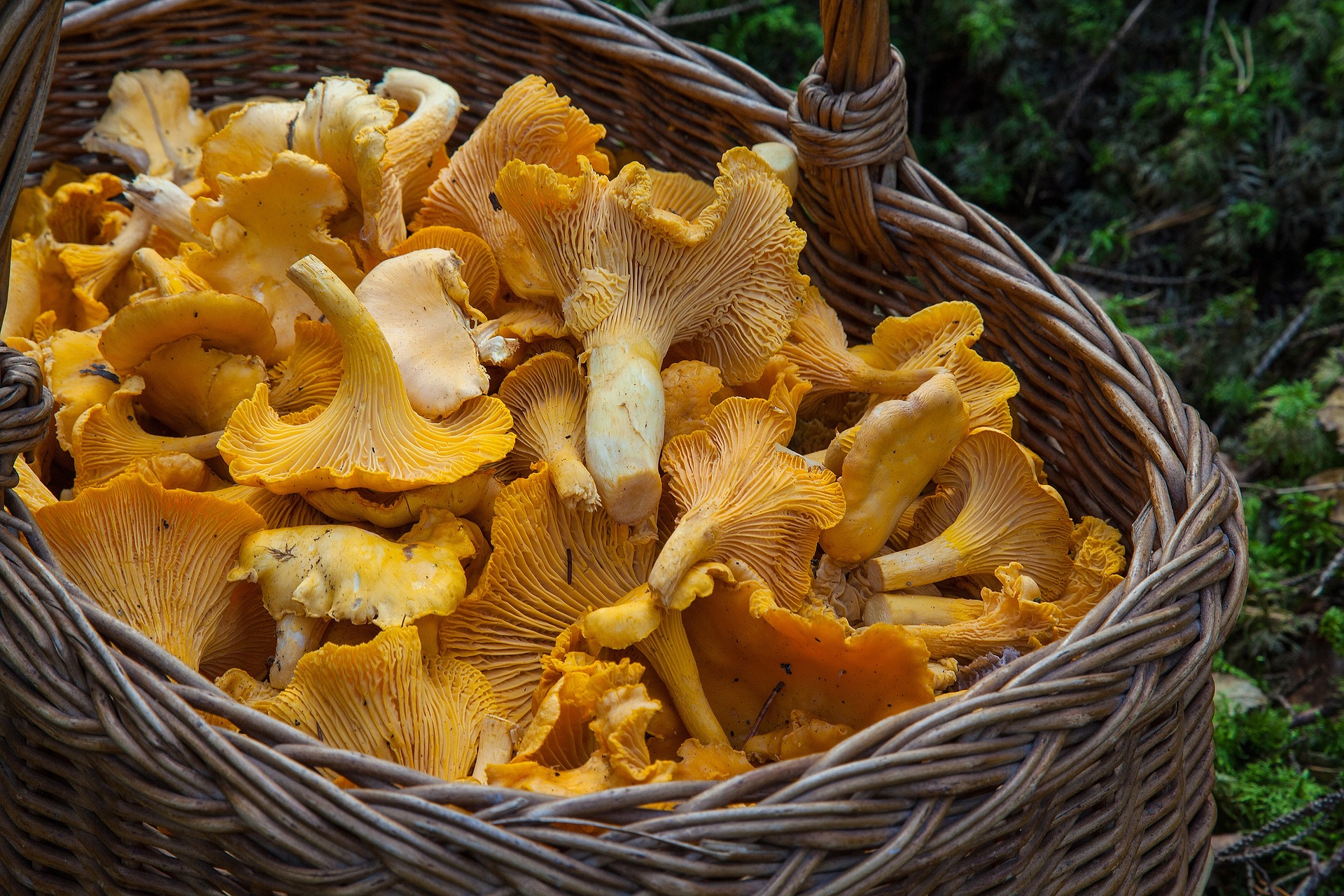 Как правильно и вкусно приготовить грибы в дома: советы и рецепты