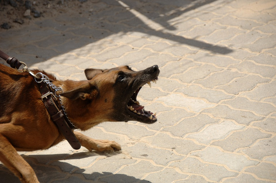 В МЧС рассказали, как защититься от агрессивных собак