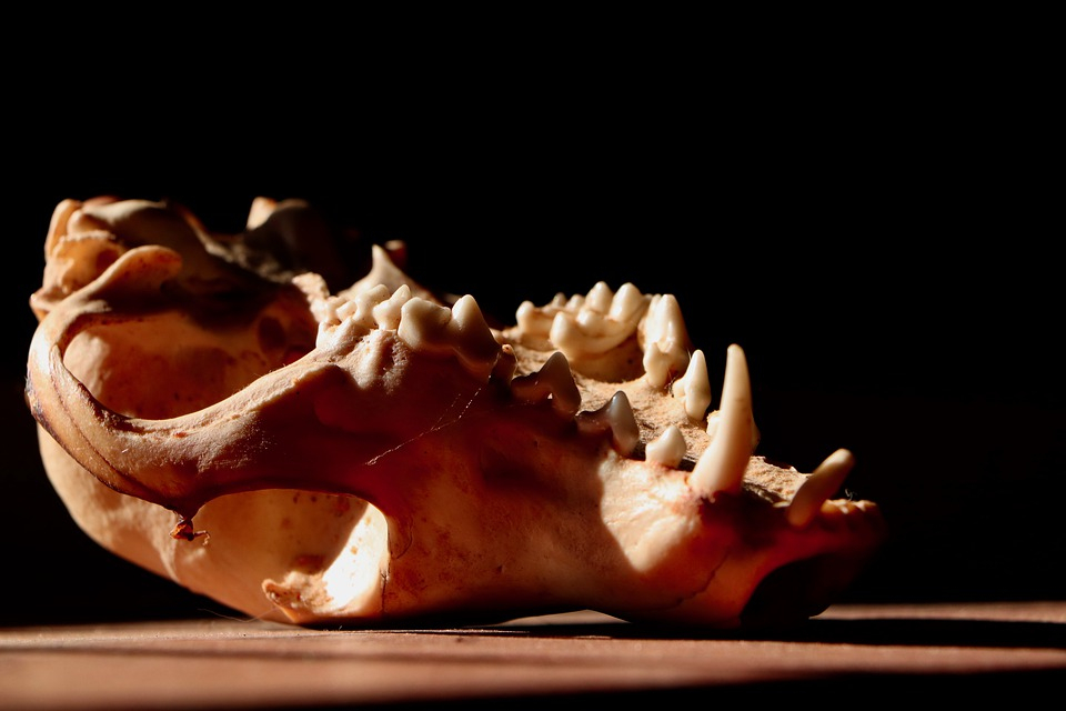 Морской конек или чупакабра: нижегородцы нашли останки странного животного (ФОТО)