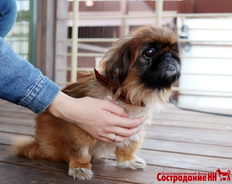 Ее предали хозяева, бросив на улице больной: ветеринары спасли восьмилетнюю собаку от рака (ФОТО)