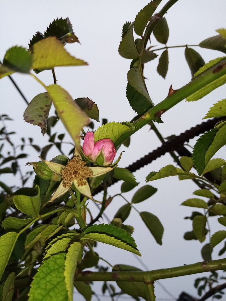 Шиповник, розы и даже клубника расцвели в Нижегородской области (ФОТО)