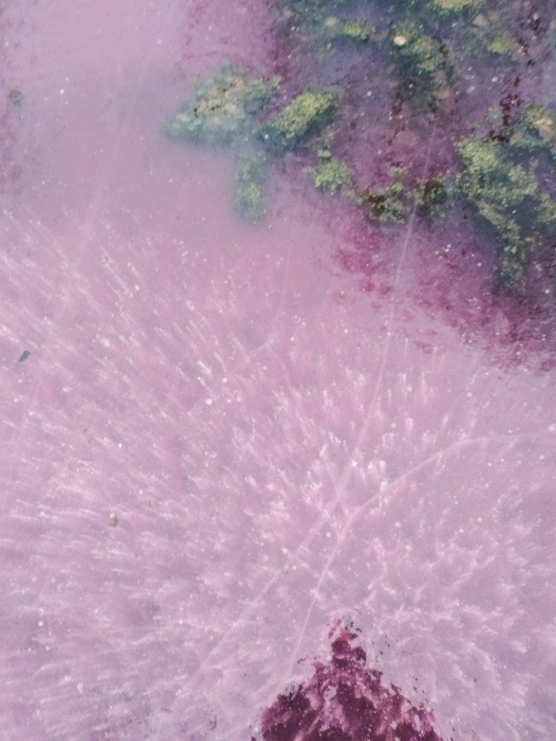 «Селедка под шубой в пруду»: в Арзамасе озеро окрасилось в розовый цвет