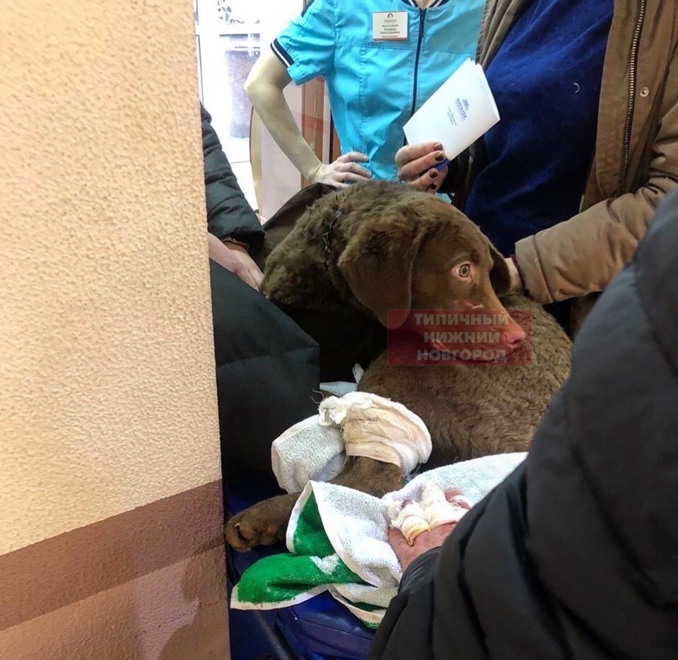 Питбуль набросился на мужчину с собакой во время прогулки в Нижнем Новгороде