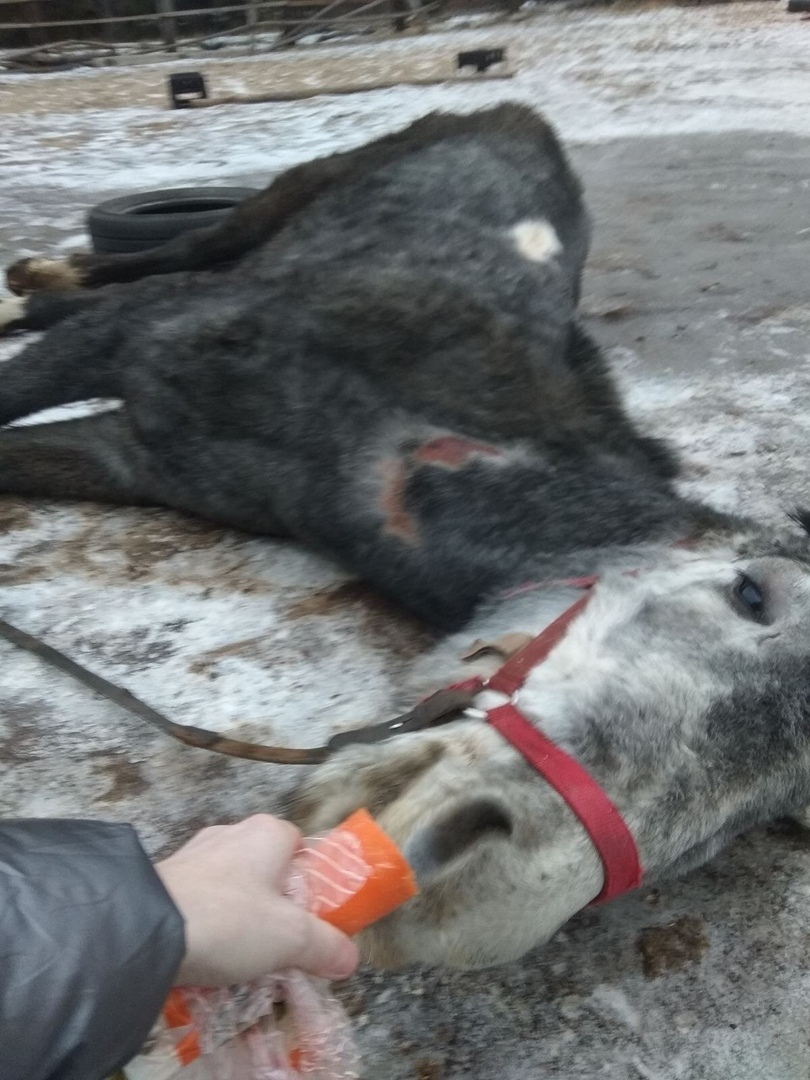 Концлагерь для скакуна: нижегородка морит голодом лошадей (ФОТО)