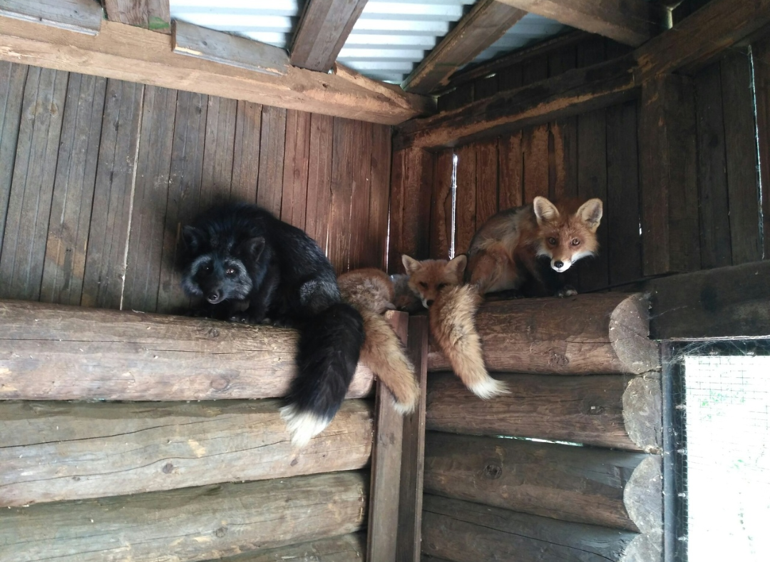 Четыре лисицы и индейка переехали из нижегородского зоопарка «Мишутка» переехали в «Мадагаскар»
