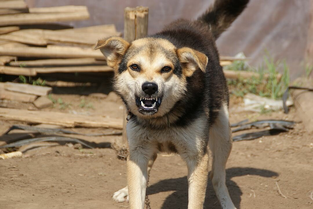 На чемпионку мира в ультрамарафоне на Бору напала стая собак
