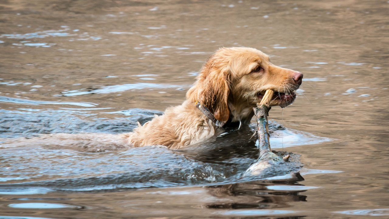 Нельзя приводить на пляж собак и плавать на бревнах: МЧС опубликовало новые правила поведения у воды