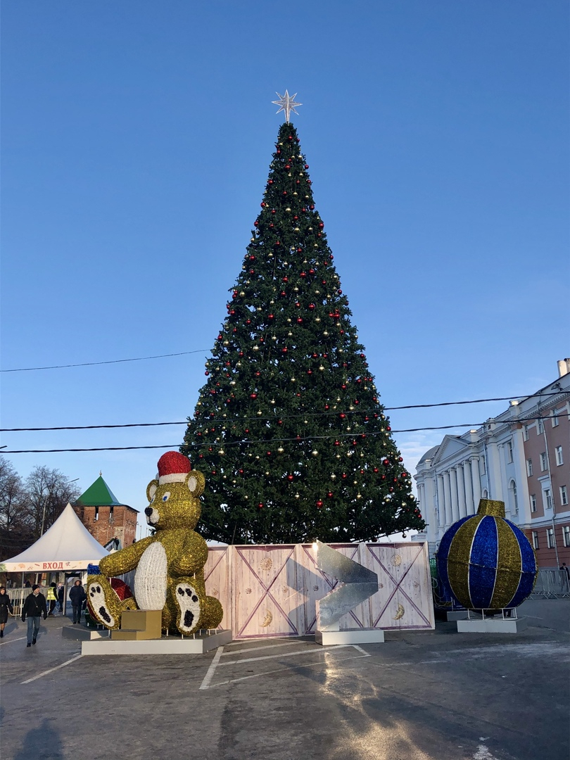 Когда в Нижнем Новгороде установят главную новогоднюю ель