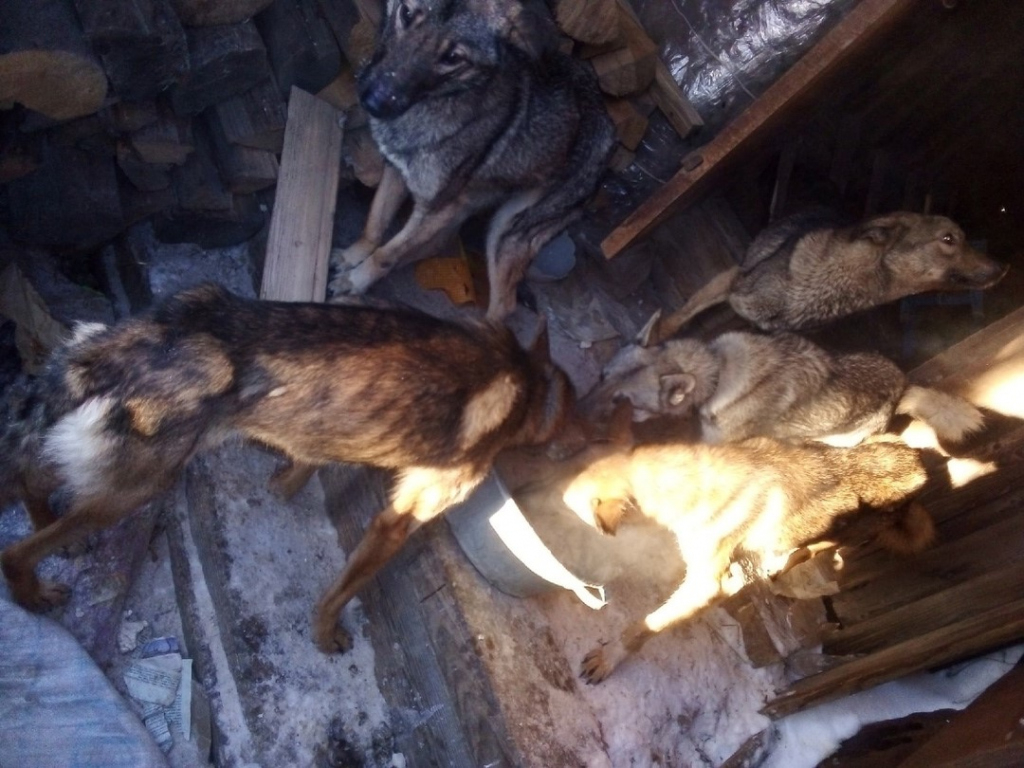 Волонтеры вытащили запертых в доме истощенных и замерзших собак