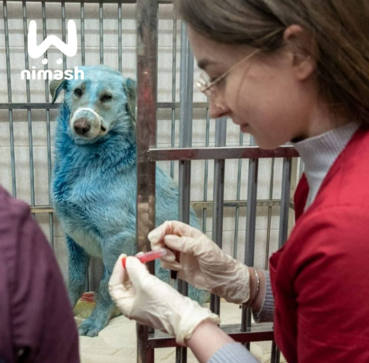 Синих собак из Дзержинского завода привезли в ветклинику (ФОТО)