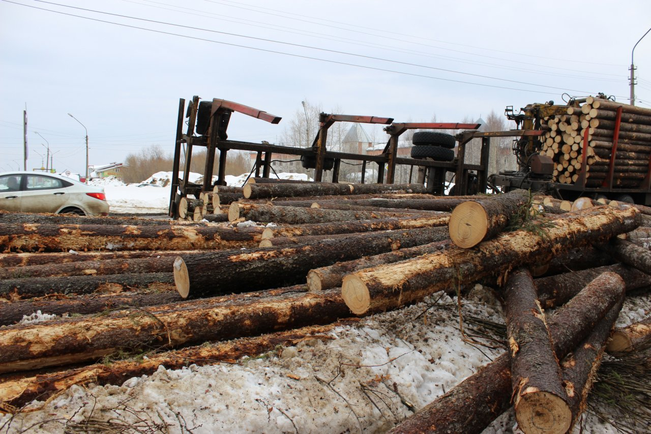 В Нижегородской области резко увеличились объемы незаконной вырубки