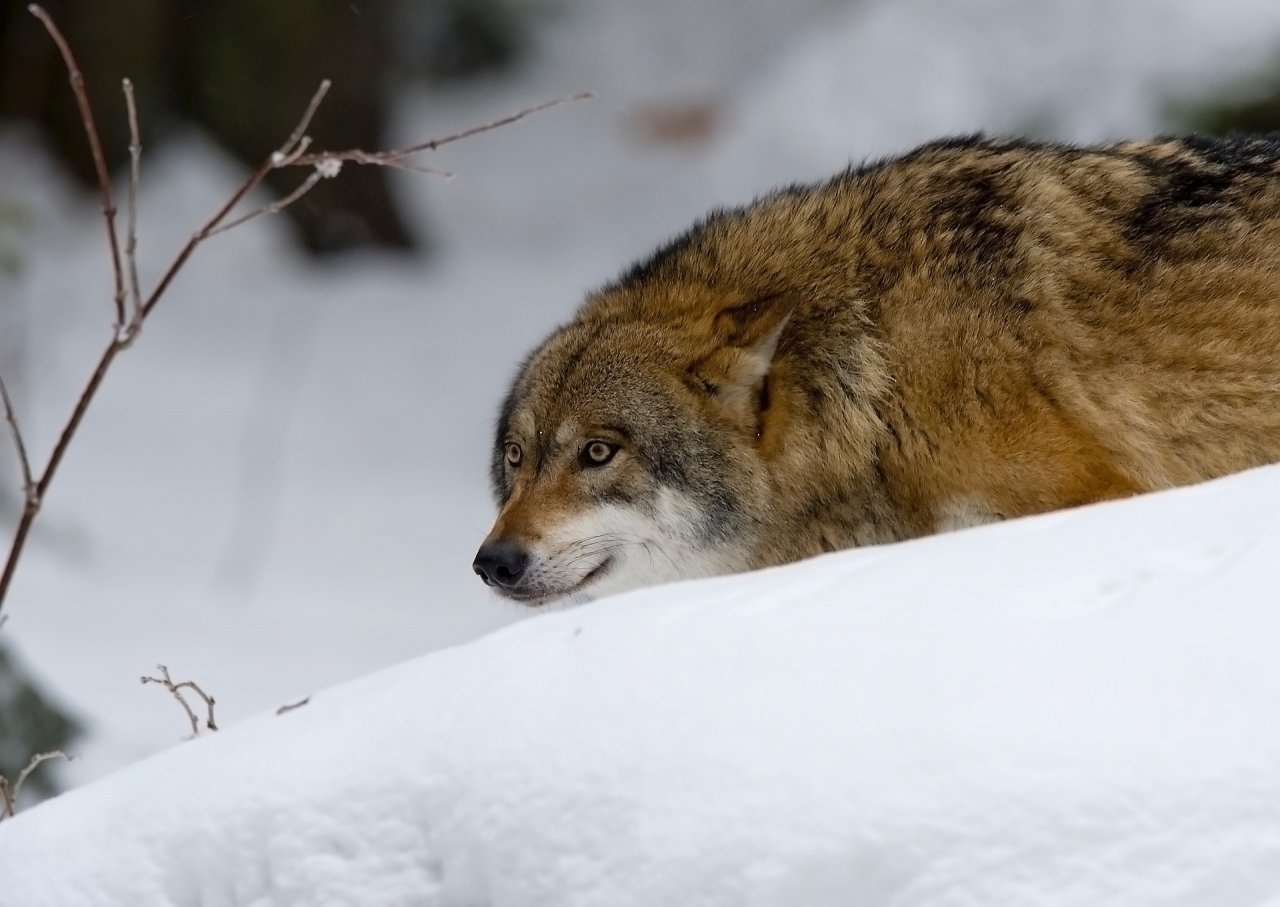 В Уренском районе жители заметили стаю диких волков