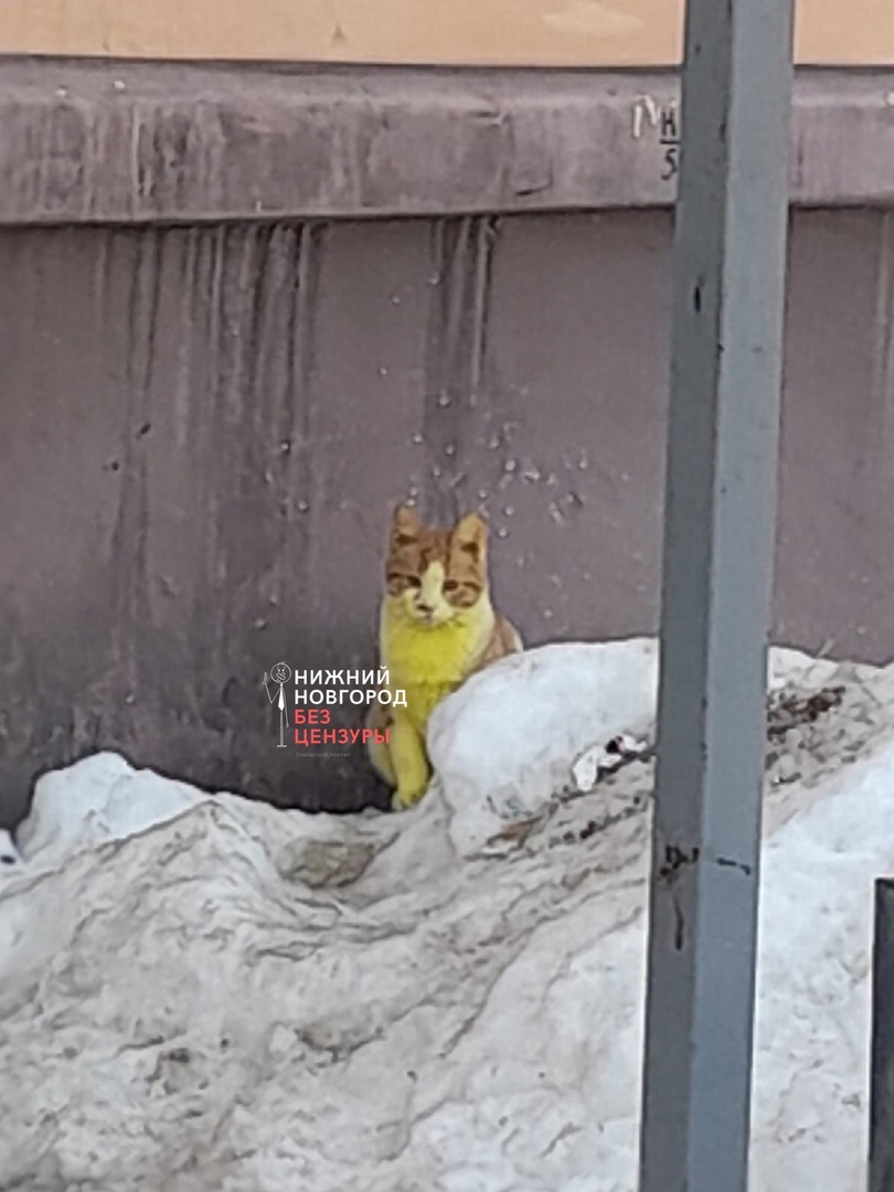 "Настоящие лимончики": в Нижнем Новгороде появились кошки с ярко-желтой шерстью