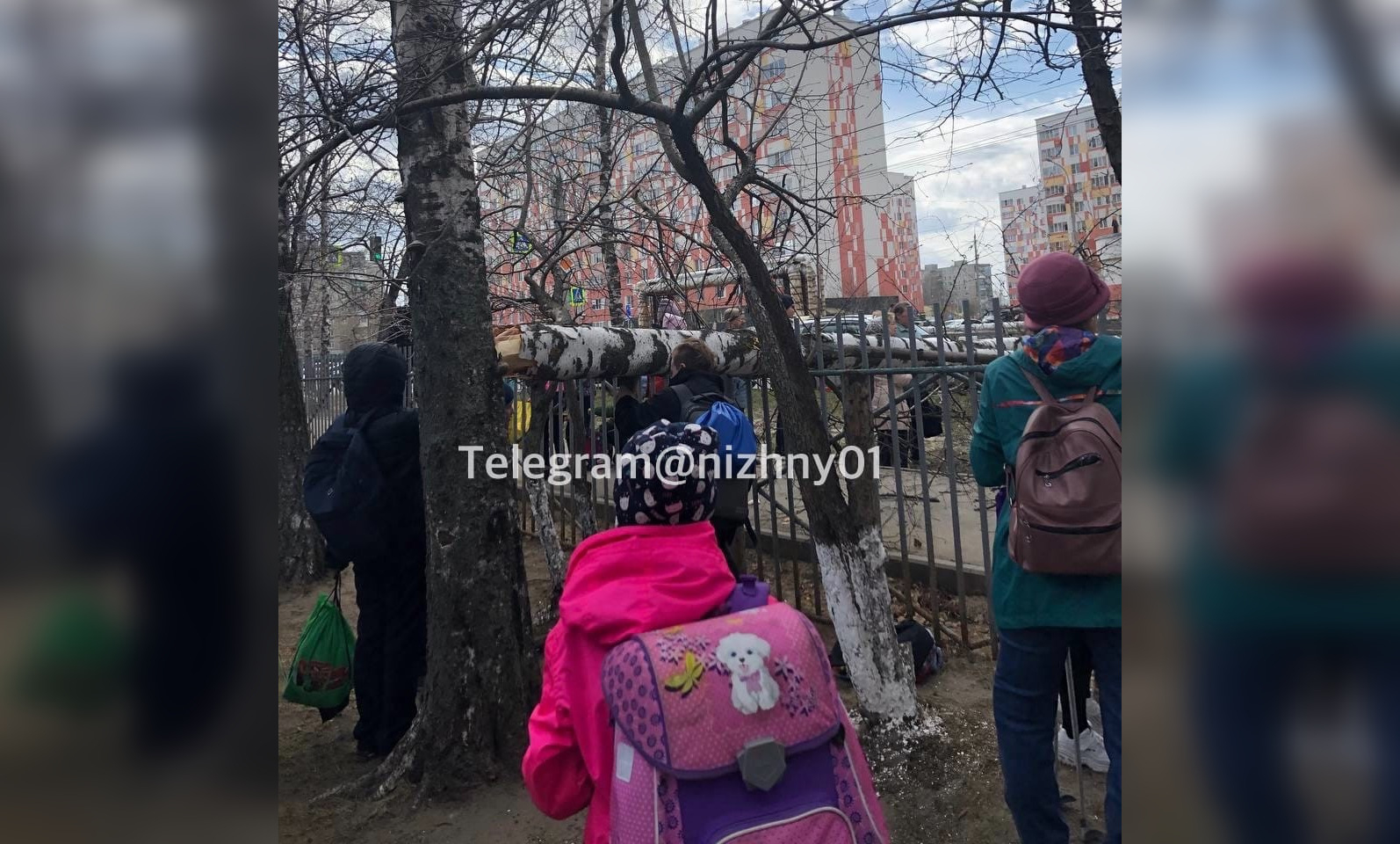 Упавшее у школы дерево едва не раздавило первоклассника в Нижнем Новгороде