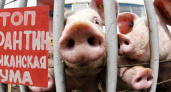  Ситуация с чумой свиней выходит из-под контроля: вирус добрался до Нижнего Новгорода