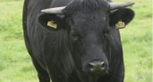 Черный бык насмерть забодал мужчину в Нижегородской области