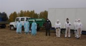 В Нижегородской области нашли зараженных африканской чумой кабанов