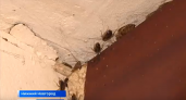 Тараканы атаковали многоэтажку в одном из районов Нижнего Новгорода