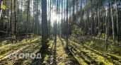 МЧС предупредило нижегородцев об особой опасности в лесах