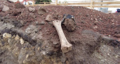 На раскопках площади в Арзамасе обнаружили останки домашних животных