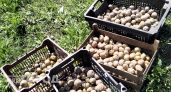 В Нижегородской области ввели карантин из-за картошки