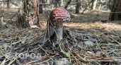 Три ребенка отравились грибами в Нижегородской области