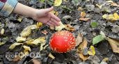 Четыре ребенка в Нижегородской области отравились грибами