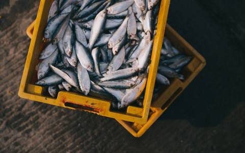 Цены на свежемороженную рыбу снизились в Нижегородской области