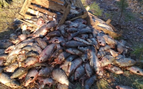 Гору выброшенной рыбы нашли нижегородцы в лесу в Канавинском районе