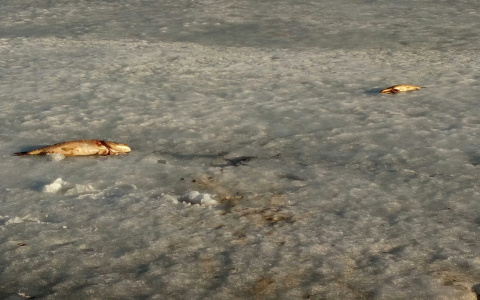 В двух озерах Нижнего Новгорода массово погибла рыба (ФОТО)