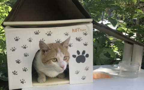 Домики для котиков построят в Нижнем Новгороде