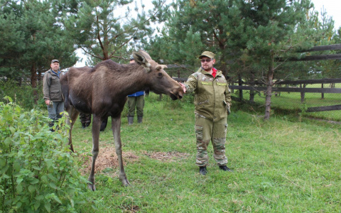 В Нижегородской области выросла численность лося, косули и медведя (ФОТО)