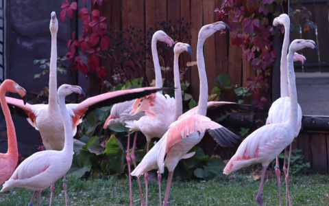 Спасенные фламинго адаптировались в нижегородском зоопарке (ФОТО)